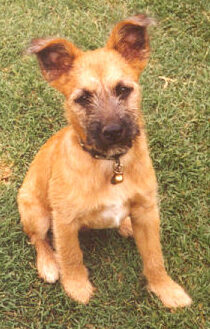 Kiwi as an adorable 3-month puppy