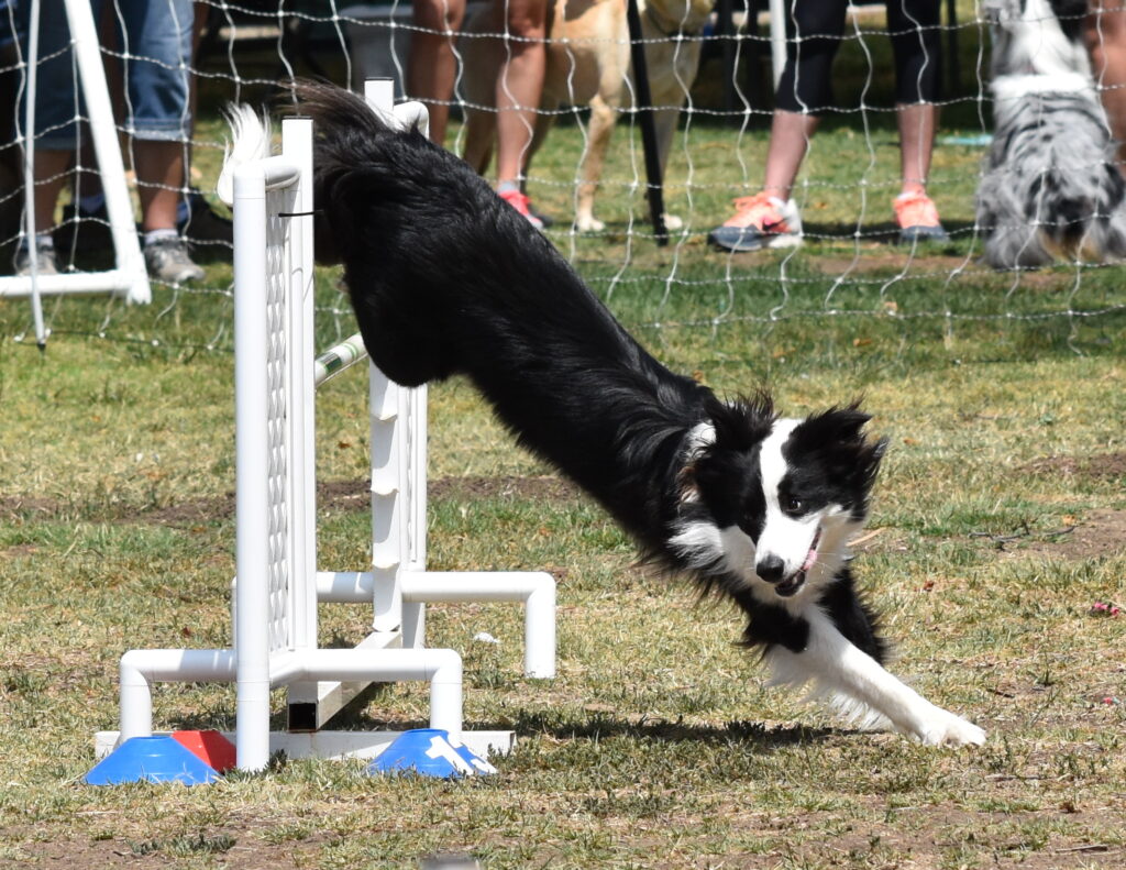 Cooper “wrapping” a jump in agility