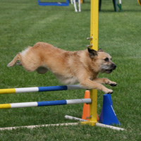 Kiwi during his agility career
