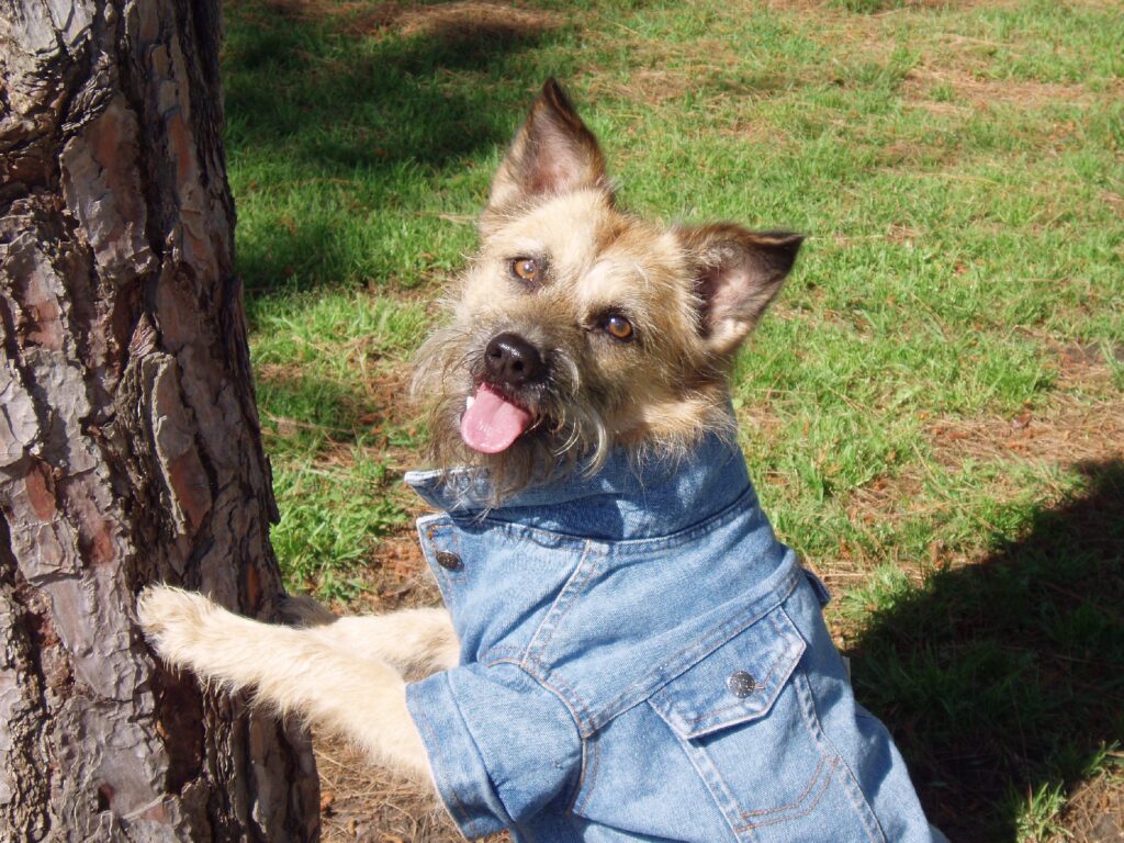 Kiwi modeling in his studly jean jacket
