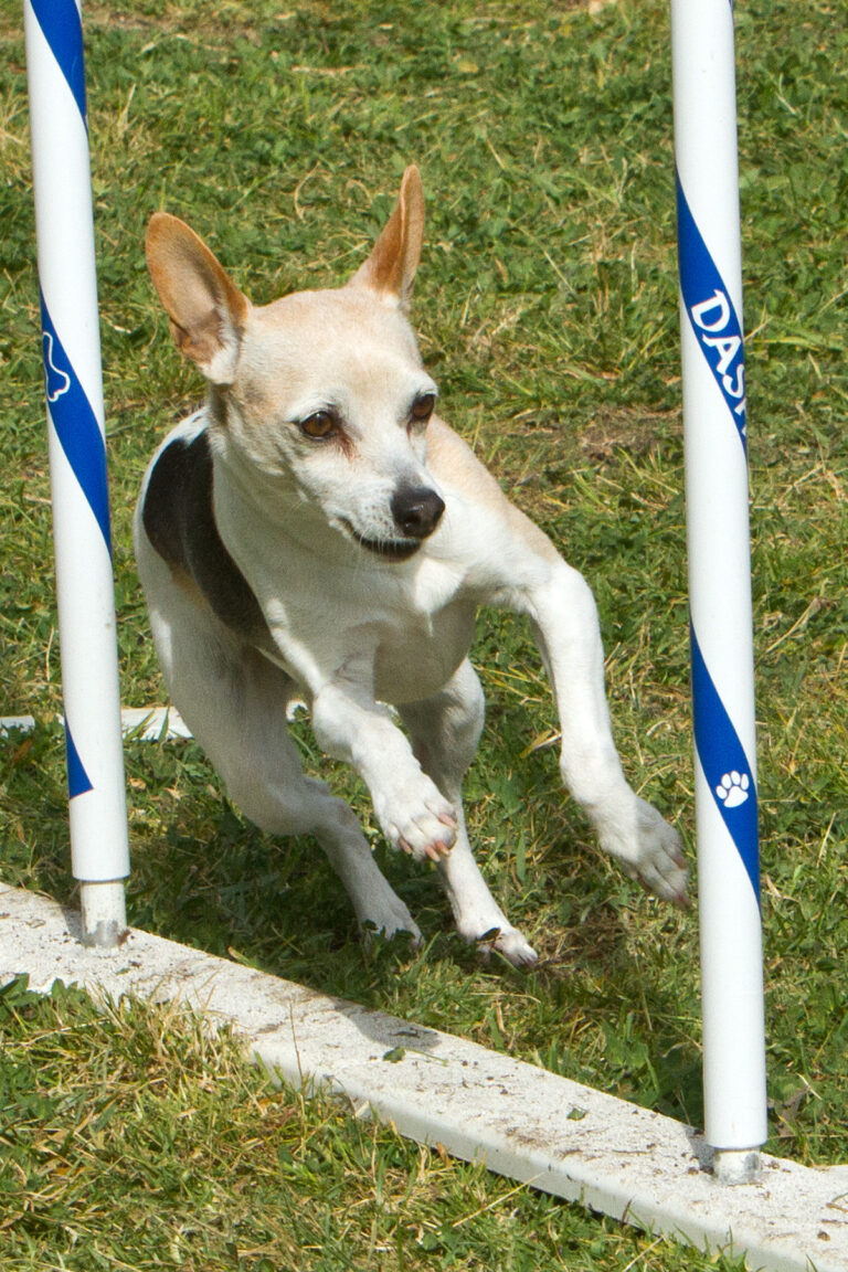 Pretzel loved the weave poles in agility