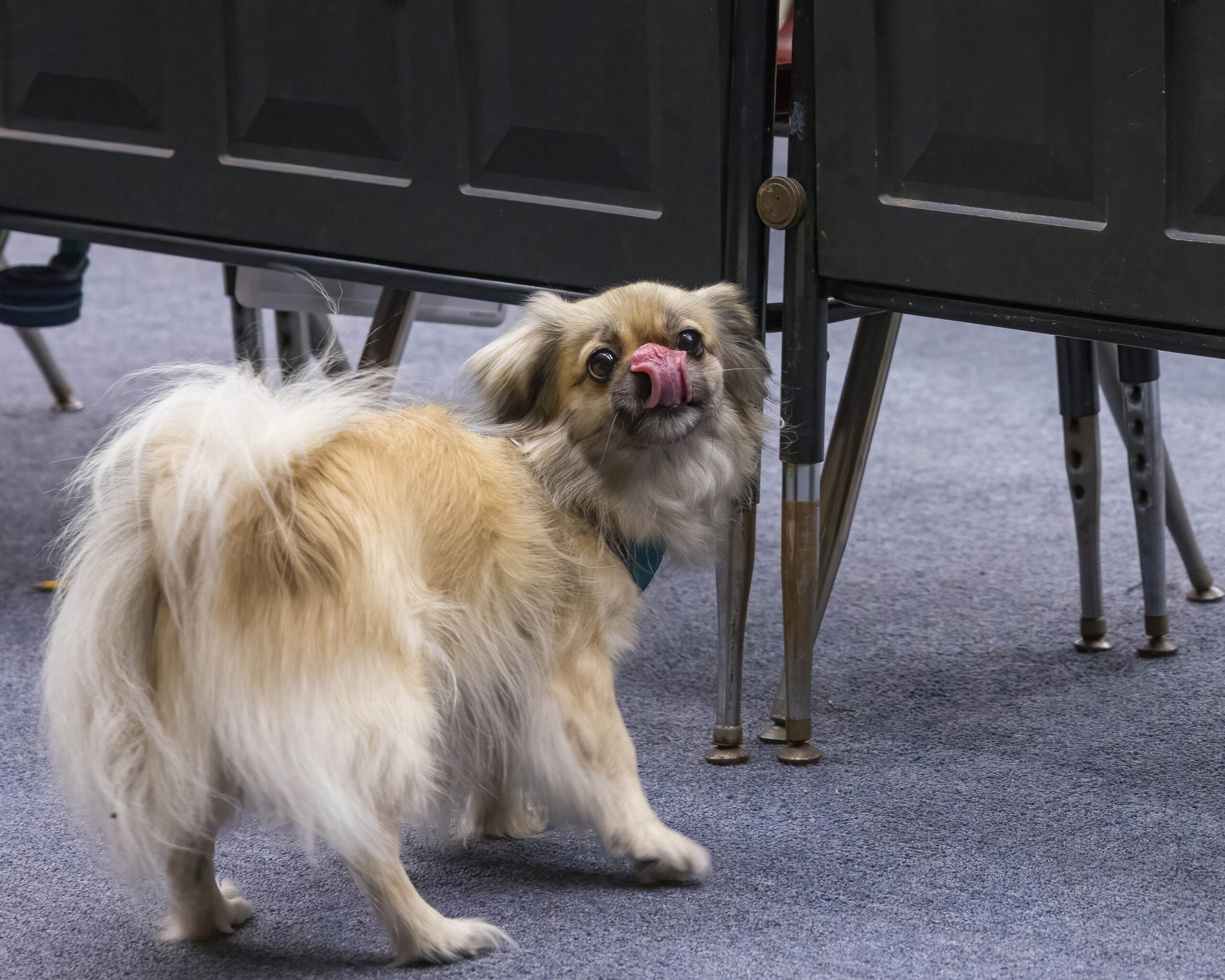 a Tibetan Spaniel, alerting to the handler the location of the hide