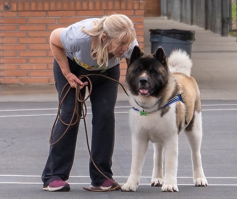 Hondo, a 10-year-old male Akita, shares with Kathy his enthusiasm at the startline