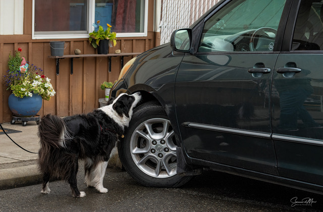 10-year-old Border Collie at vehicle source