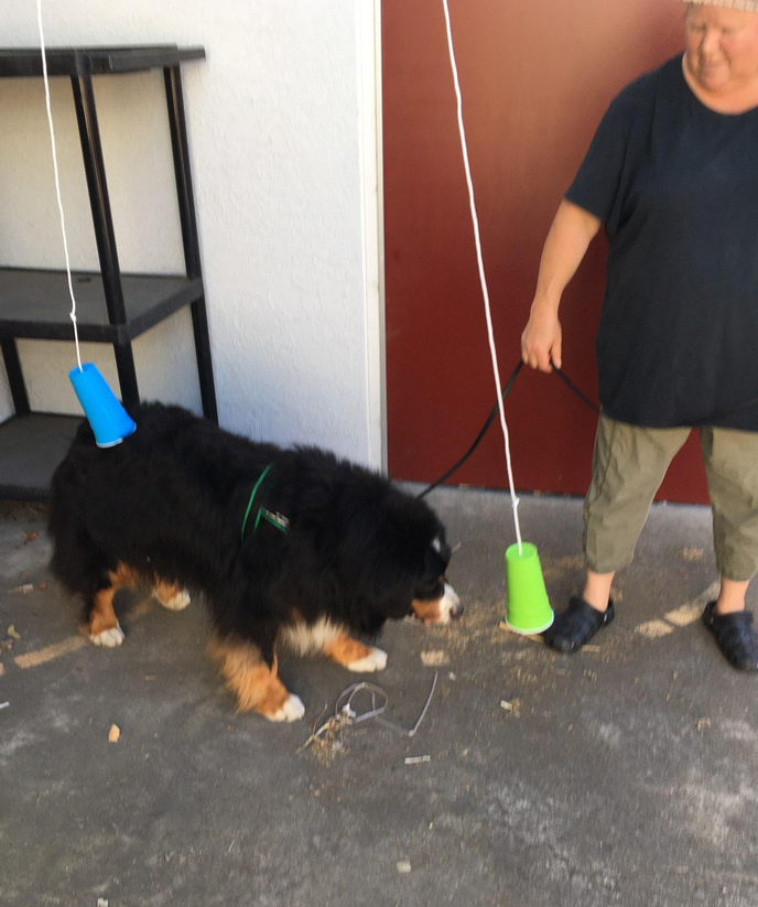 Bernese Mountain Dog, searching for source of odor