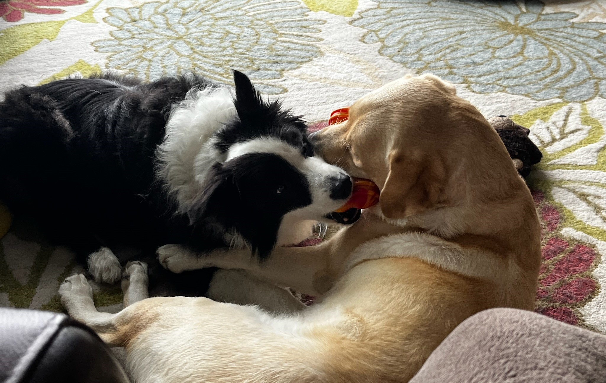 Sage and Cooper sharing a toy
