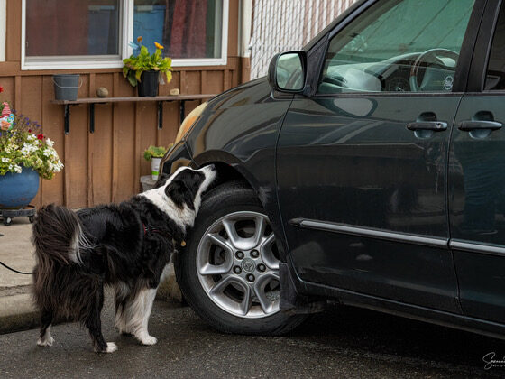 10-year-old Border Collie at vehicle source