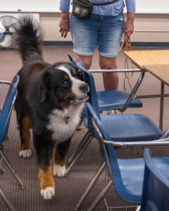 Nalu, a Bernese Mountain Dog, leads nose work instructor Jean to the hide